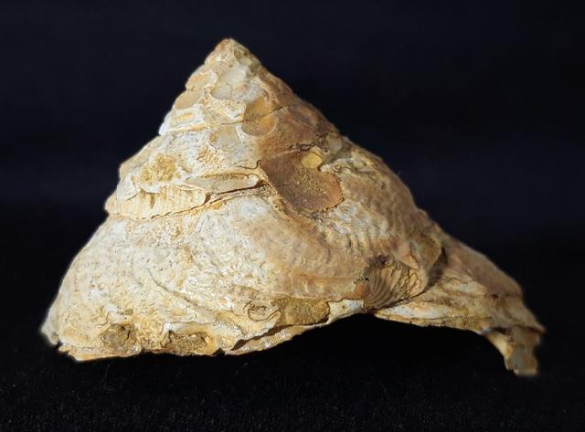 Xenophora agglutinans LAMARCK 1804 - Bild © FossNet FossilienStore
